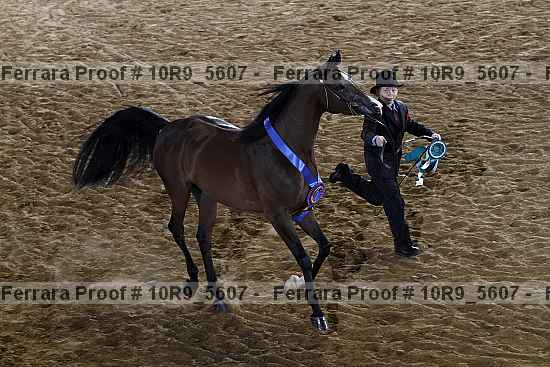 Proof Number 10r9_5607