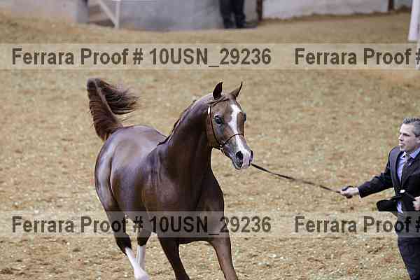 Proof Number 10usn_29236