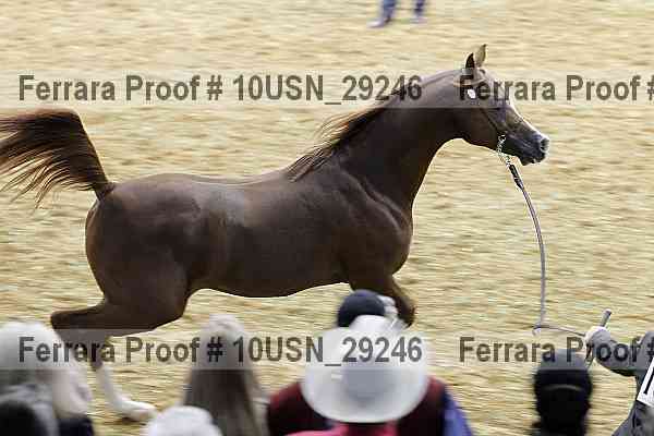Proof Number 10usn_29246
