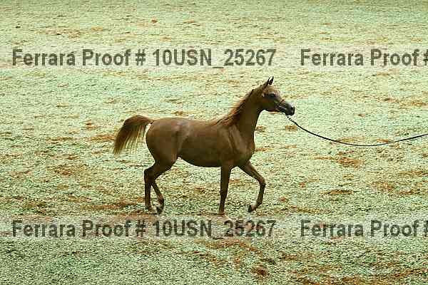 Proof Number 10usn_25267