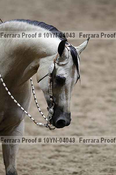 Proof Number 10yn-04043