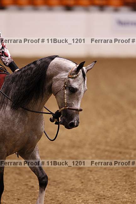 Proof Number 11buck_1201