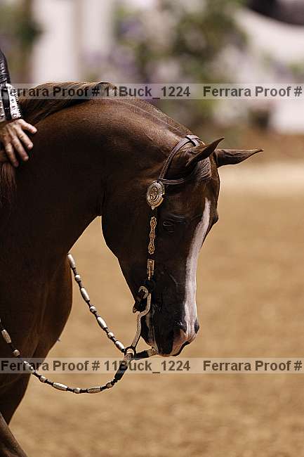 Proof Number 11buck_1224