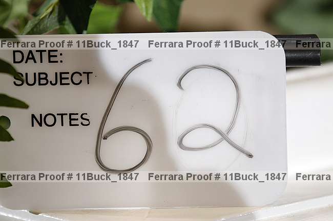 Proof Number 11buck_1847