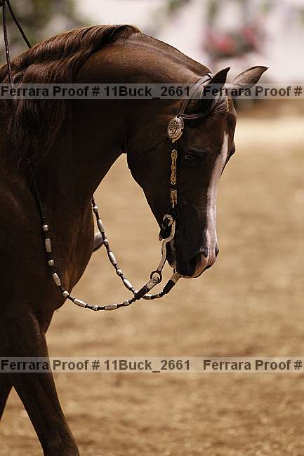 Proof Number 11buck_2661