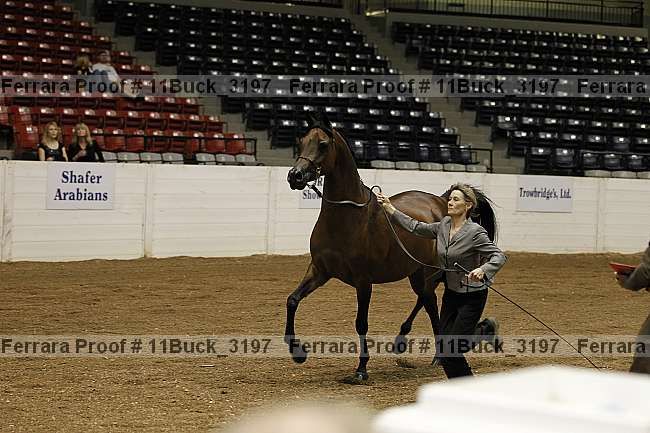 Proof Number 11buck_3197