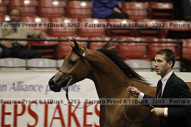 Proof Number 11buck_3203