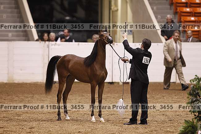 Proof Number 11buck_3455