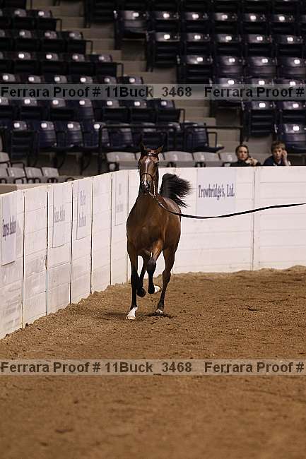 Proof Number 11buck_3468