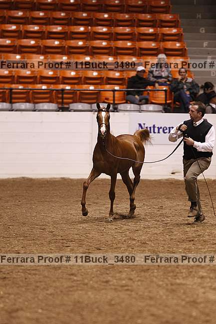 Proof Number 11buck_3480