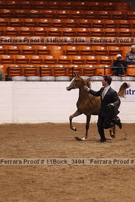 Proof Number 11buck_3494