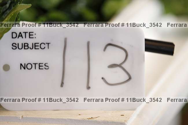 Proof Number 11buck_3542