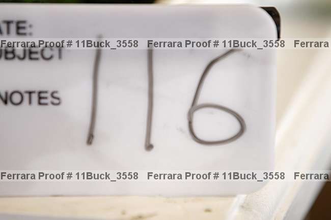 Proof Number 11buck_3558