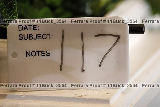 Proof Number 11buck_3564