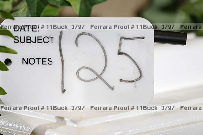 Proof Number 11buck_3797