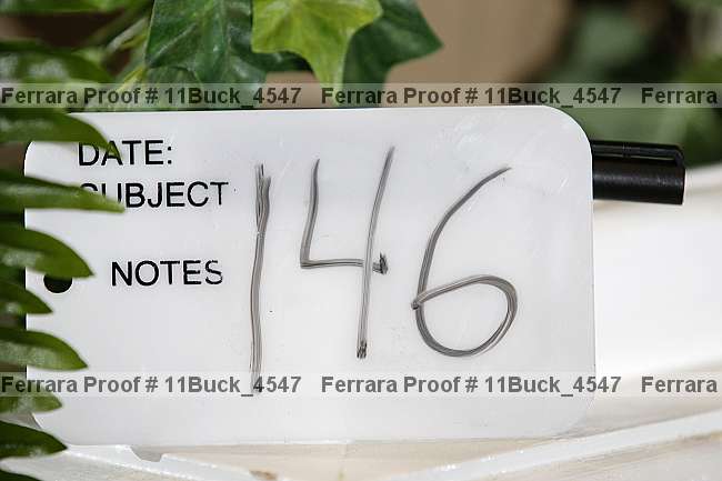 Proof Number 11buck_4547