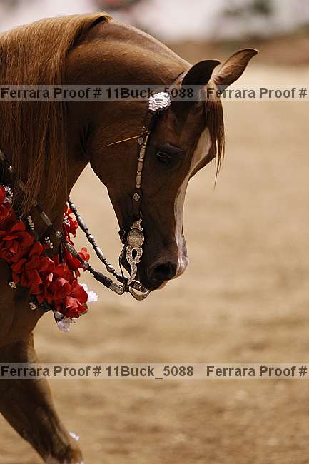 Proof Number 11buck_5088