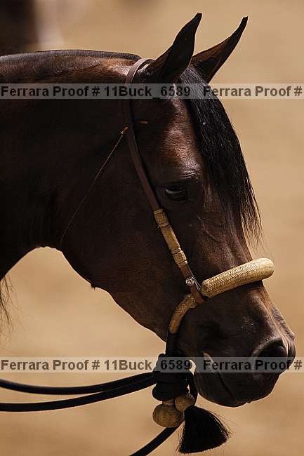 Proof Number 11buck_6589