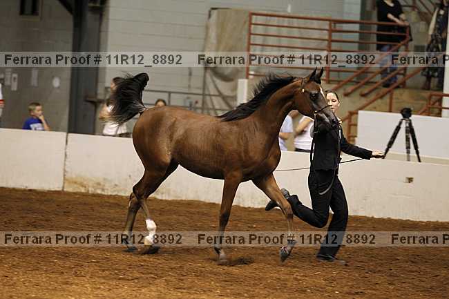 Proof Number 11r12_8892