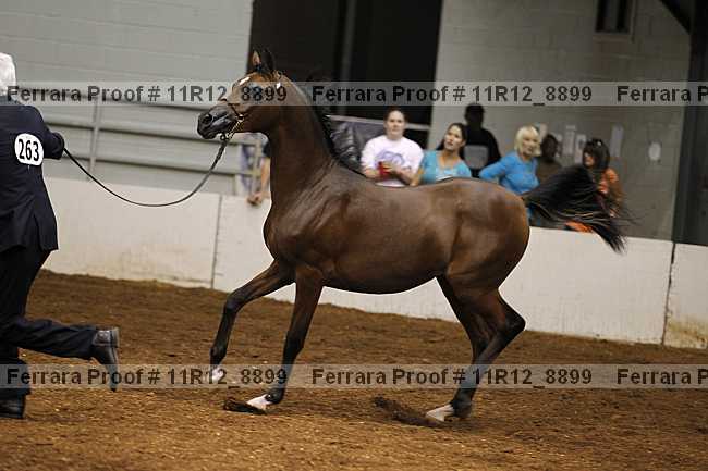 Proof Number 11r12_8899