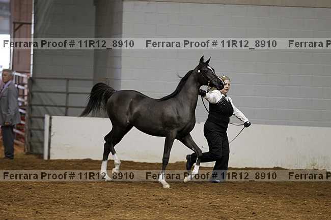 Proof Number 11r12_8910