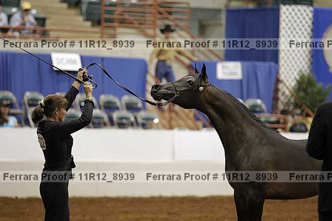 Proof Number 11r12_8939