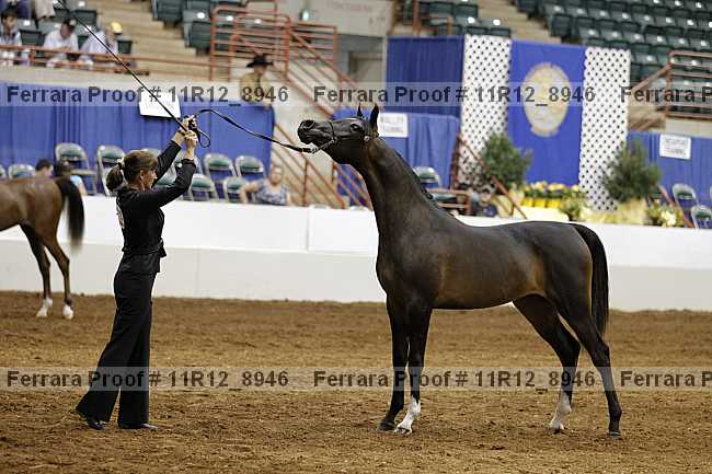 Proof Number 11r12_8946