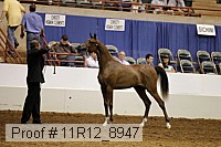 11r12_8947 thumbnail