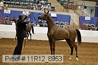 11r12_8953 thumbnail