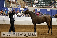 11r12_8960 thumbnail