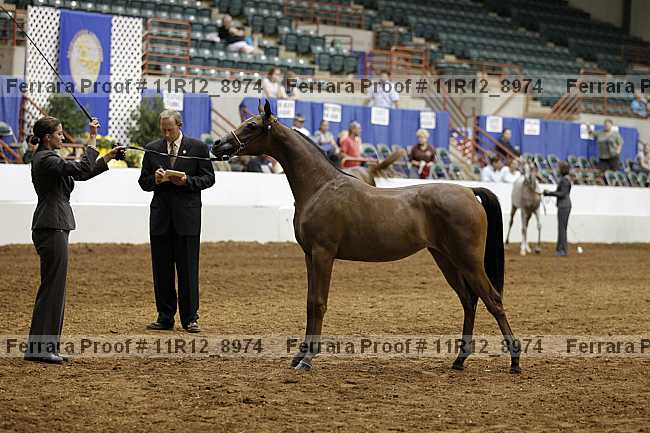 Proof Number 11r12_8974