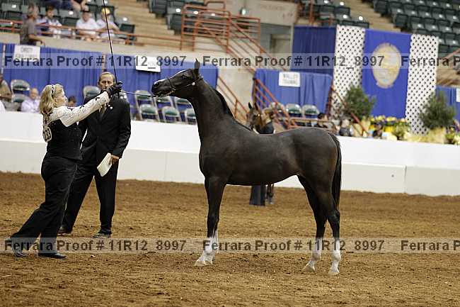 Proof Number 11r12_8997