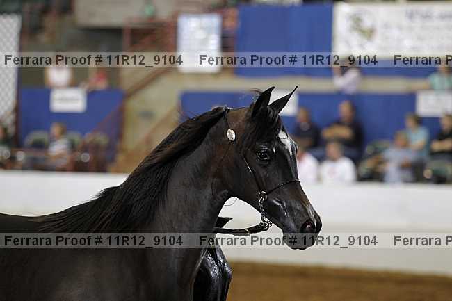 Proof Number 11r12_9104