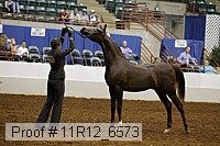 11r12_6573 thumbnail