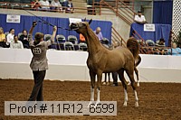 11r12_6599 thumbnail