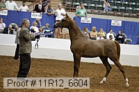 11r12_6604 thumbnail