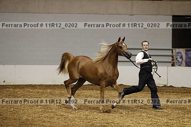 Proof Number 11r12_0202