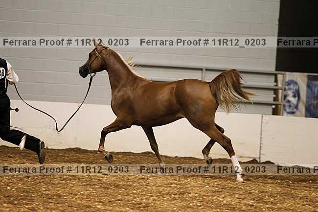 Proof Number 11r12_0203