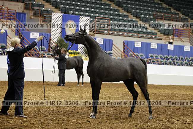 Proof Number 11r12_0206
