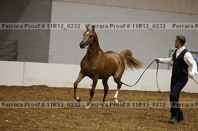 Proof Number 11r12_0232