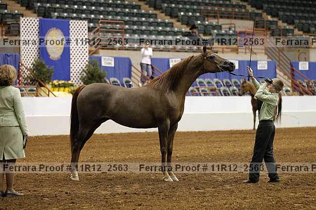 Proof Number 11r12_2563