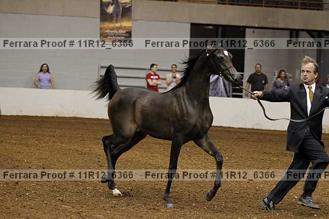 Proof Number 11r12_6366