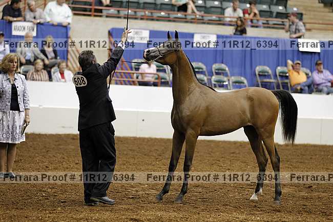 Proof Number 11r12_6394