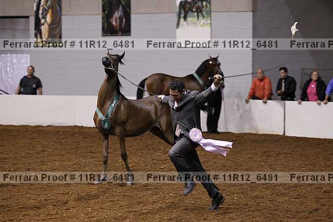 Proof Number 11r12_6481