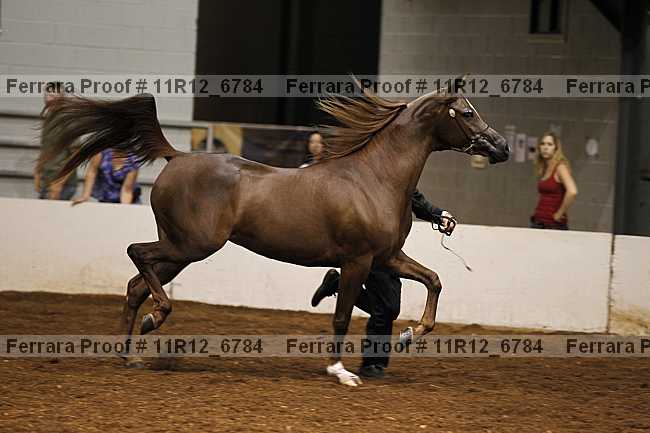 Proof Number 11r12_6784