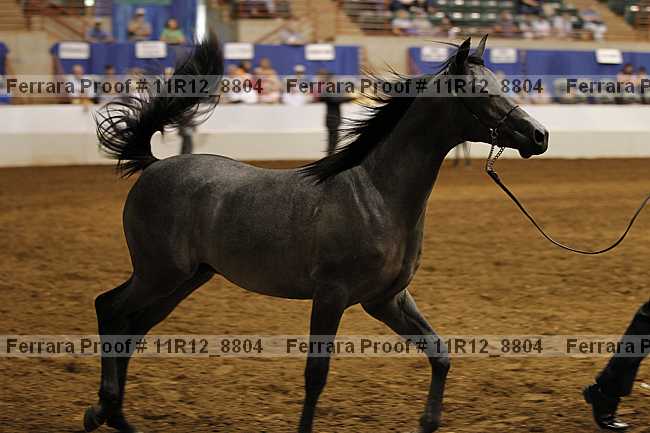 Proof Number 11r12_8804
