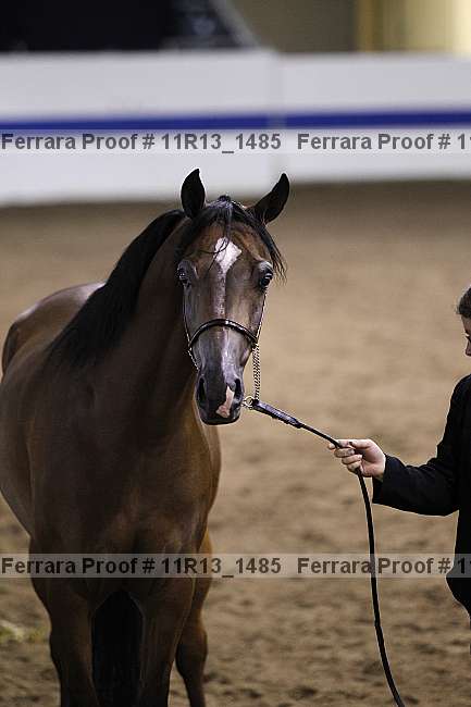 Proof Number 11r13_1485