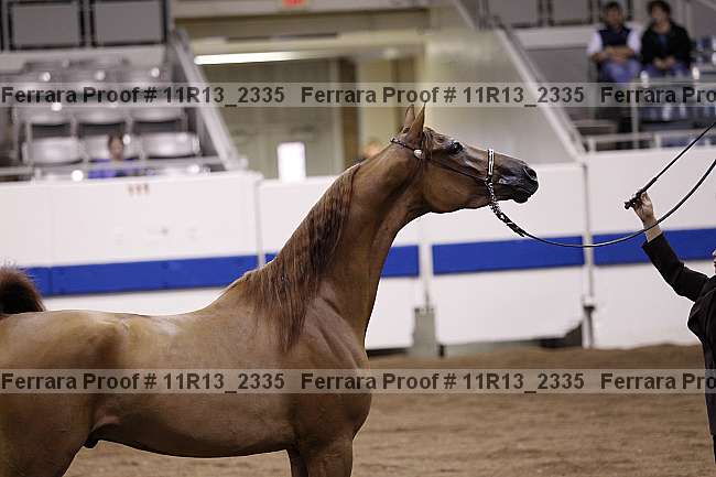 Proof Number 11r13_2335