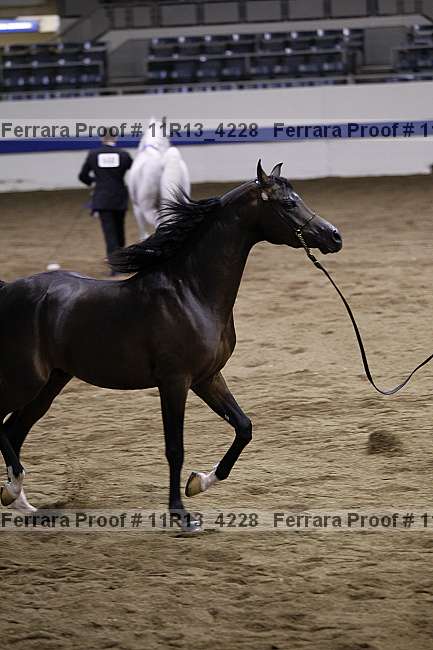 Proof Number 11r13_4228