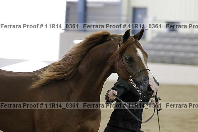 Proof Number 11r14_0361